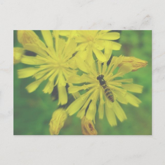 Bee Fly on Hawkweed Postcard (Front)