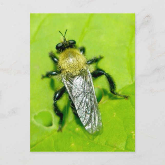 Bee Fly Postcard (Front)