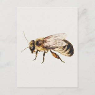 Bee from Sheet of Studies of Nine Insects Postcard