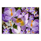 Bee Gathering Nectar from Crocus flowers