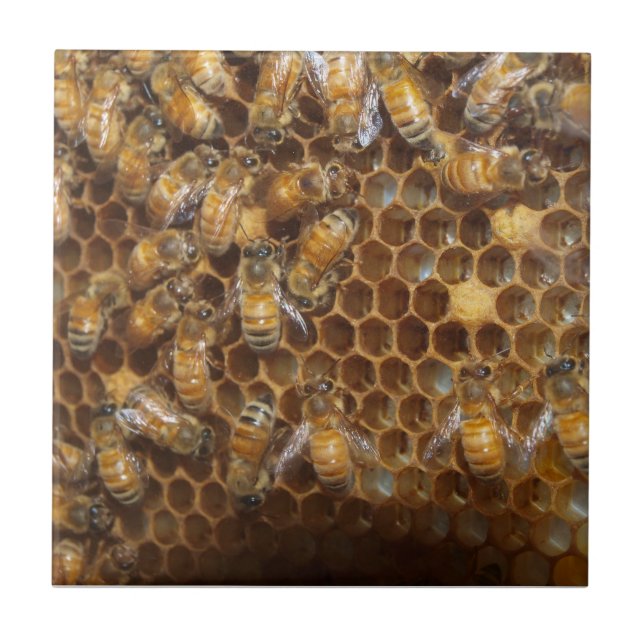 Bee Hive Tile (Front)