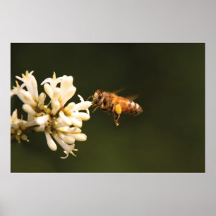 Bee - Honey I'm home Poster