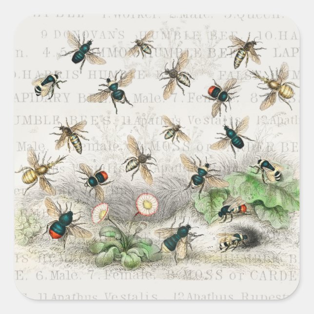 Bee Honey Worker Queen Bees Antique  Square Sticker (Front)