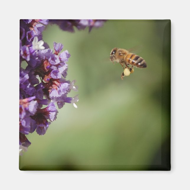Bee in Flight Magnet (Front)