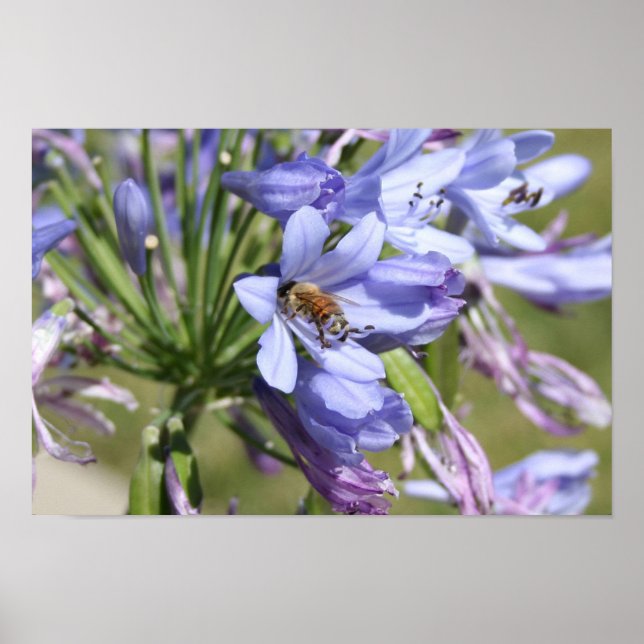 Bee in Flower Screwball Graphics Poster (Front)