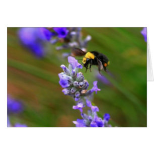 Bee in Lavender