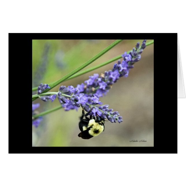 Bee in Lavender (Front Horizontal)