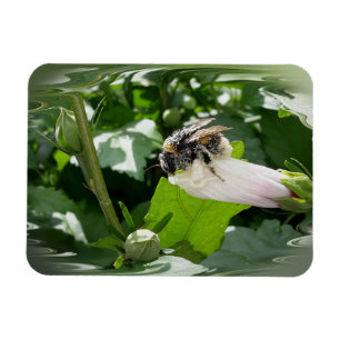 Bee in summer magnet
