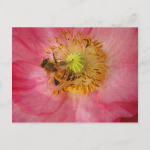 Bee in the Poppy Postcard