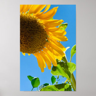 Bee in the sunflower poster