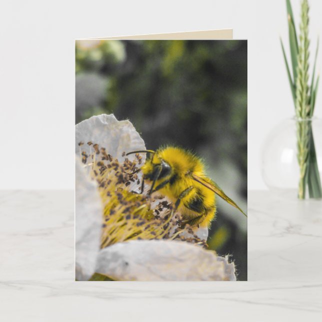 Bee in White Flower Greeting Card (Front)