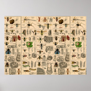 Bee Insect Bug Wasp Natural History Bees Poster