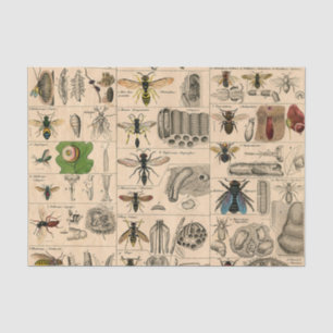 Bee Insect Bug Wasp Natural History Bees Tissue Paper