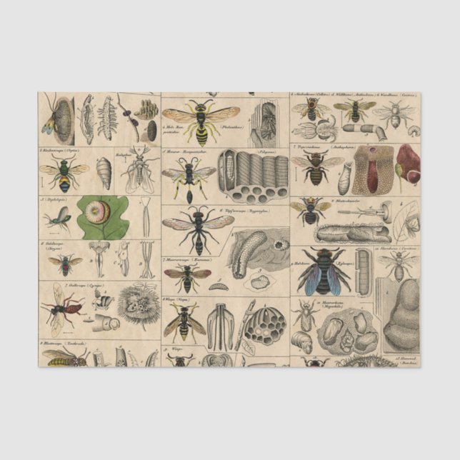 Bee Insect Bug Wasp Natural History Bees Tissue Paper (Front)