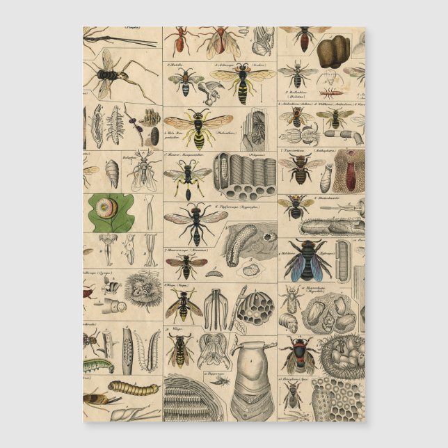 Bee Insect Bug Wasp Natural Nature Bees Painting (Front)