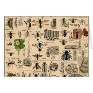 Bee Insect Bug Wasp Natural Nature Bees Painting