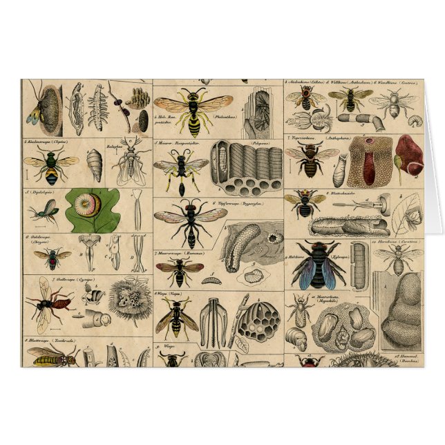 Bee Insect Bug Wasp Natural Nature Bees Painting (Front Horizontal)