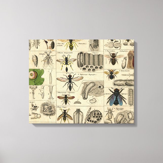 Bee Insect Bug Wasp Natural Nature Bees Painting Canvas Print (Front)