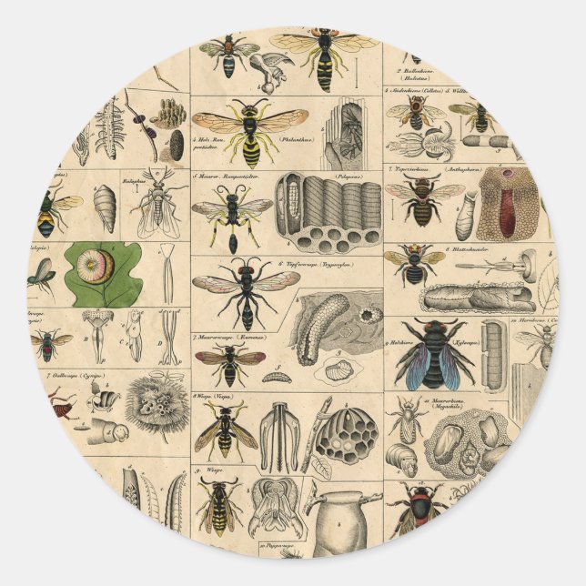 Bee Insect Bug Wasp Natural Nature Bees Painting Classic Round Sticker (Front)