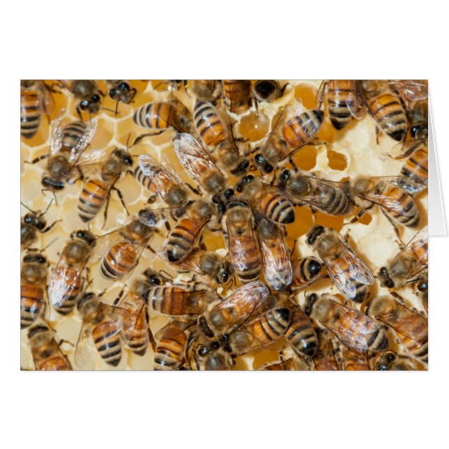 Bee keeping at Arlo's Honey Farm (Front Horizontal)