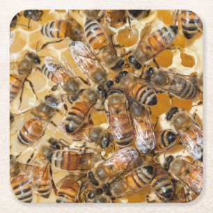 Bee keeping at Arlo's Honey Farm Square Paper Coaster