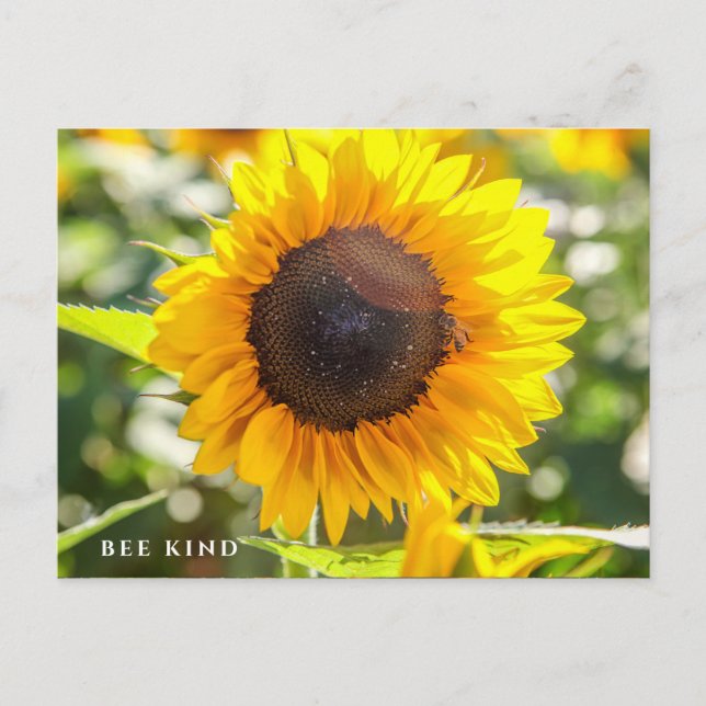 Bee Kind | Sunflower Postcard (Front)
