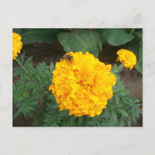 bee on a bright yellow marigold flower, photo postcard