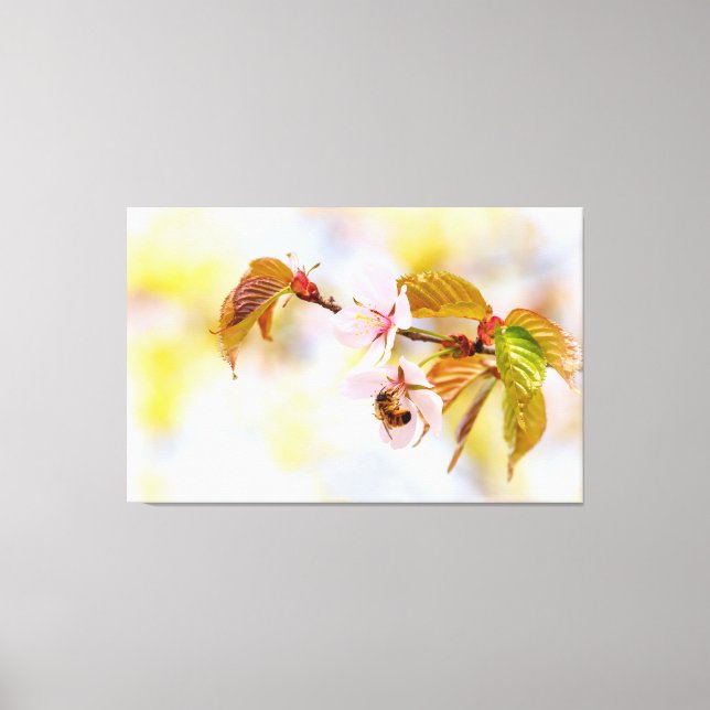 Bee On A Cherry Flower Canvas Print (Front)