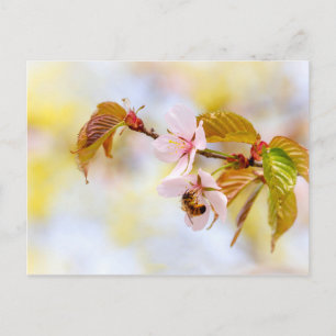 Bee On A Cherry Flower Postcard