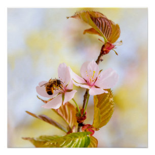 Bee On A Cherry Flower Poster