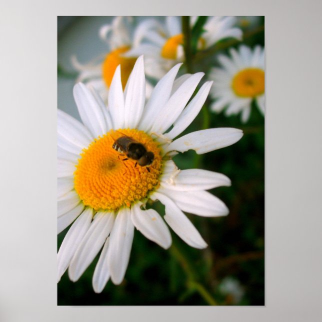 Bee on a Daisy Poster (Front)