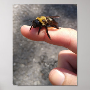 Bee on a Finger Poster