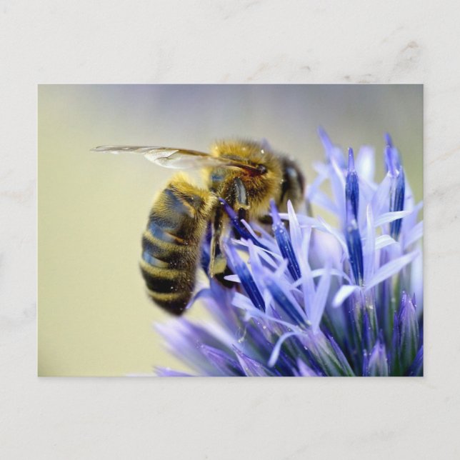 Bee on a flower postcard (Front)
