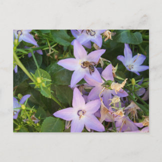 Bee on a Flower Postcard