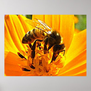 Bee on a Flower Poster