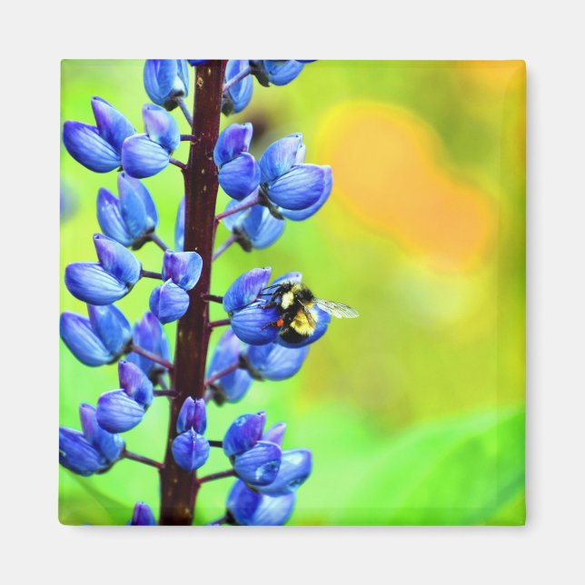 Bee on a Lupin Photograph Magnet (Front)