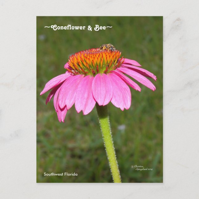 Bee on a Pink Coneflower Postcard (Front)
