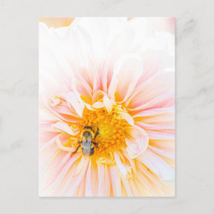 Bee on a Pink Dahlia Photo Postcard