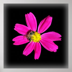 bee on a pink flower poster