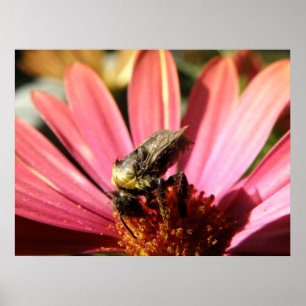 Bee on a Rain Daisy Poster