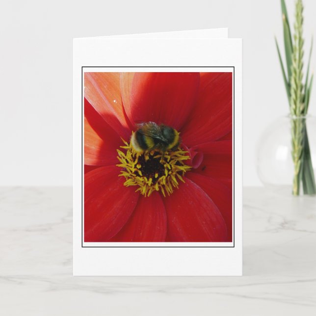 Bee on a red flower greeting card (Front)