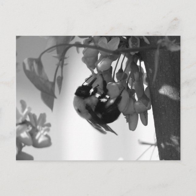 Bee on a Redbud Bloom Postcard (Front)