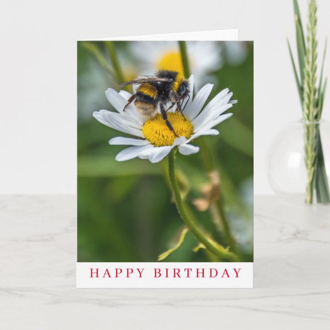 Bee on a white daisy birthday card (Front)