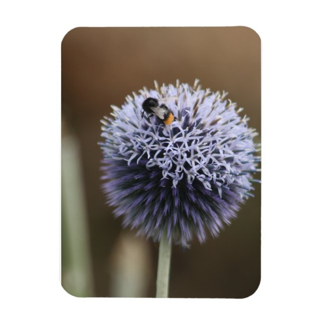Bee on Allium magnet (Vertical)