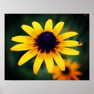 Bee On Black Eyed Susan Flower  Poster