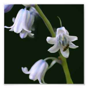 Bee On Bluebell Flower Close Up 8x8 Photo Print