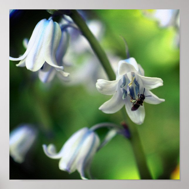Bee On Bluebell Flower Close Up Poster (Front)