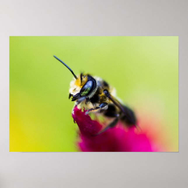 Bee on celosia flower poster (Front)