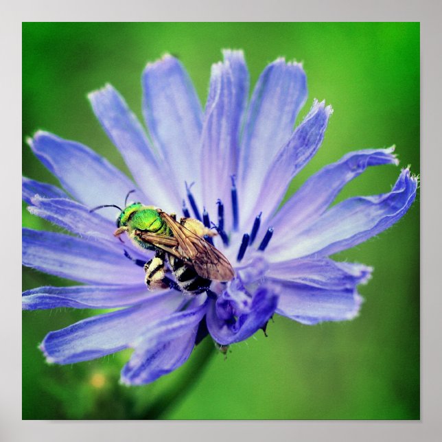 Bee On Chicory Flower Close Up Poster (Front)