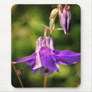 Bee On Columbine Flower  Mouse Mat